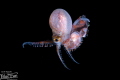   Blanket Octopus durning Blackwater Diving  